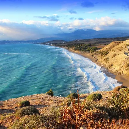 Red Oak Tree Willa *