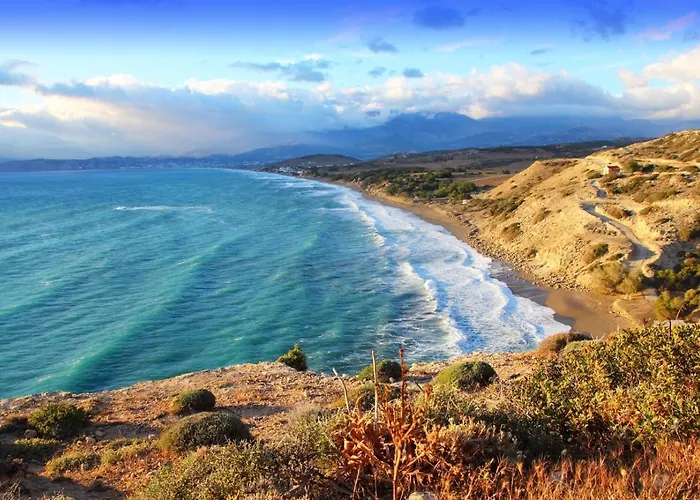 Red Oak Tree Willa *